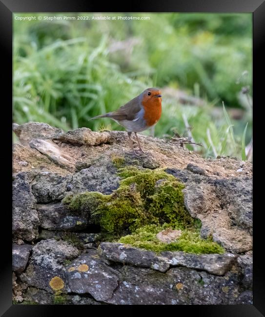 A Robin on a wall Framed Print by Stephen Pimm