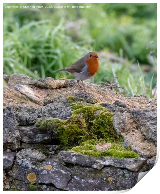 A Robin on a wall Print by Stephen Pimm