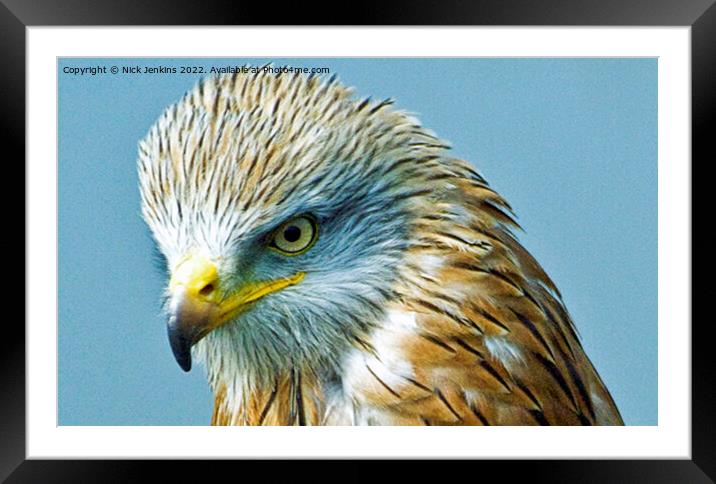 Red Kite Face Close Up  Framed Mounted Print by Nick Jenkins