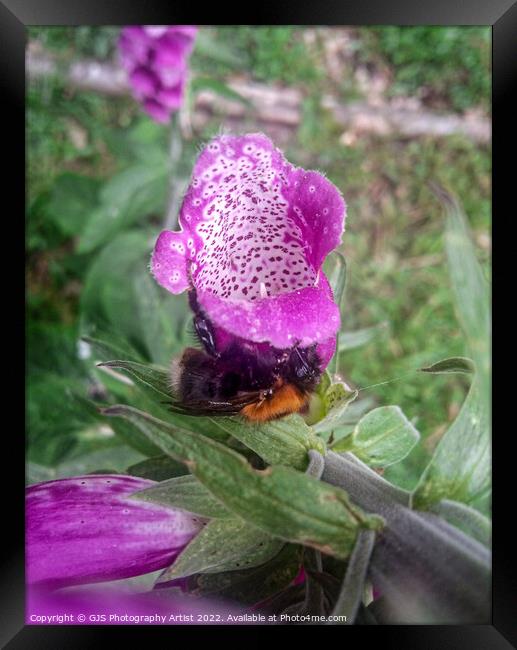 Sideways Bee Framed Print by GJS Photography Artist