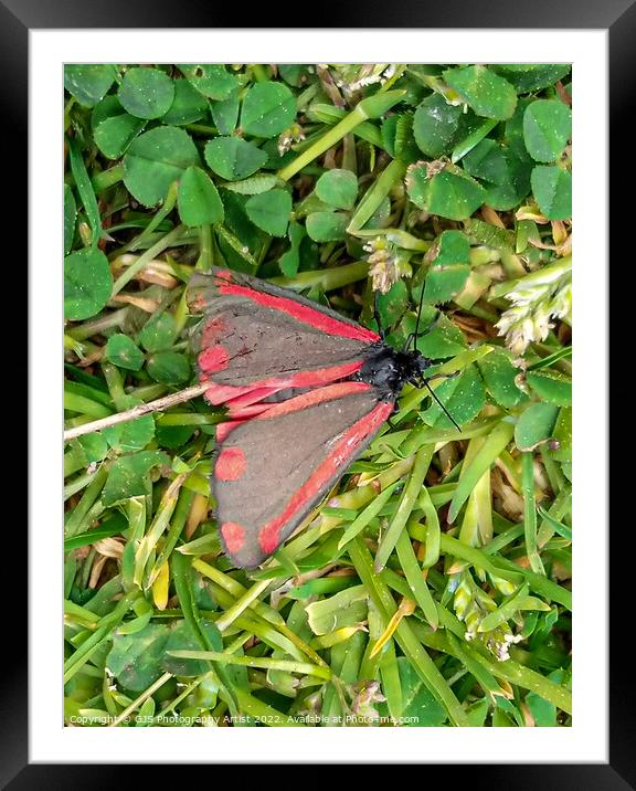 Cinnabar Moth Framed Mounted Print by GJS Photography Artist