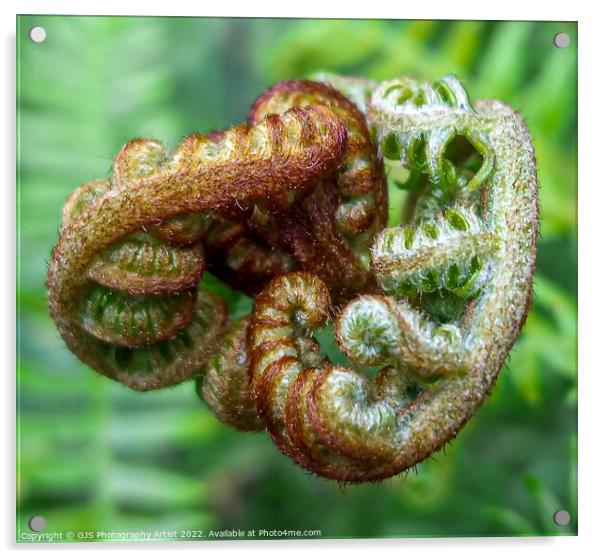 Uncurling Fern Leaf Acrylic by GJS Photography Artist