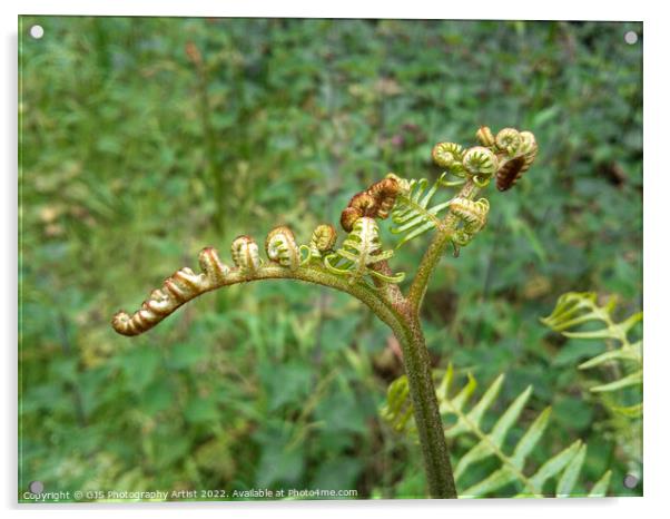 Fern Leaves Uncurl Acrylic by GJS Photography Artist