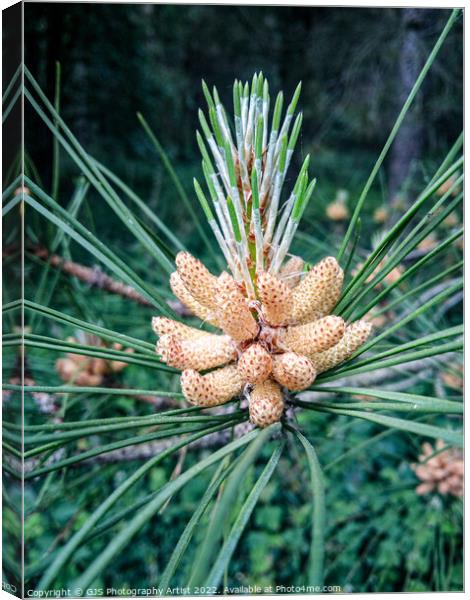Pine Cone  Canvas Print by GJS Photography Artist