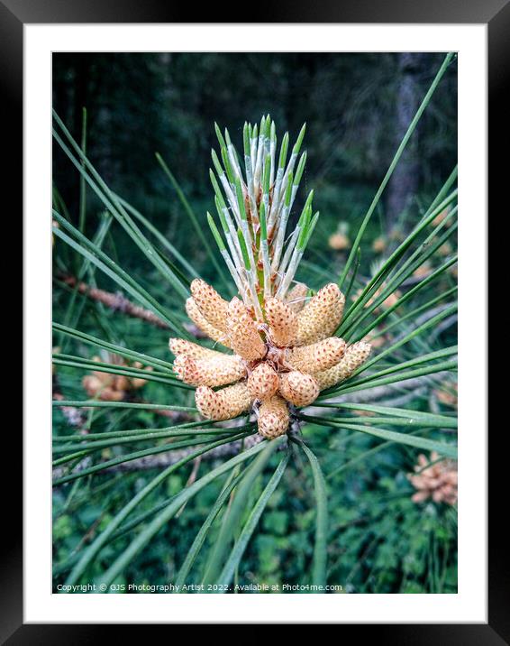 Pine Cone  Framed Mounted Print by GJS Photography Artist