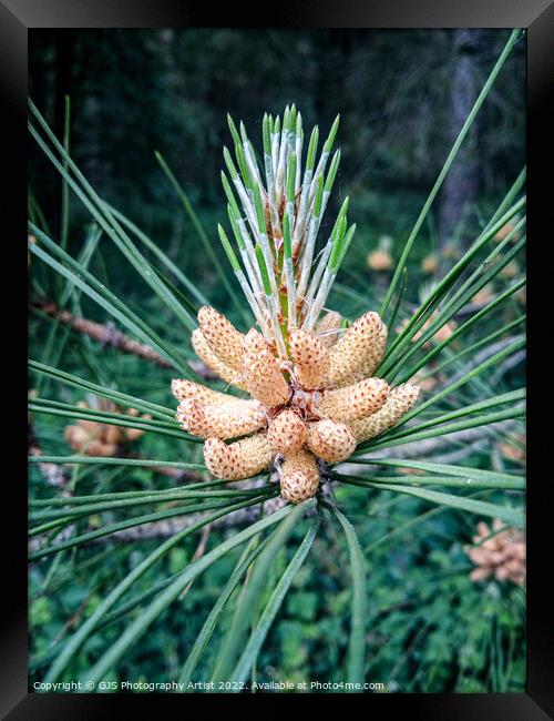 Pine Cone  Framed Print by GJS Photography Artist