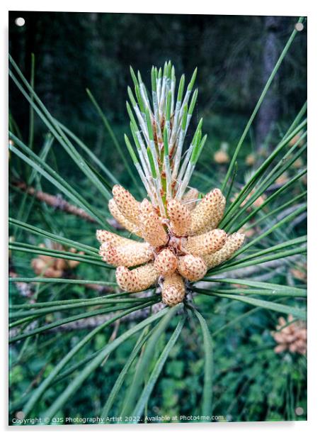 Pine Cone  Acrylic by GJS Photography Artist