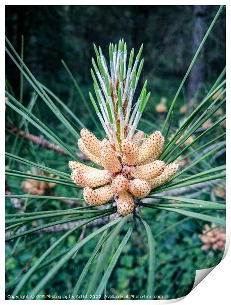 Pine Cone  Print by GJS Photography Artist