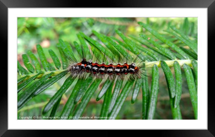 Yellow tail moth caterpillar Framed Mounted Print by GJS Photography Artist