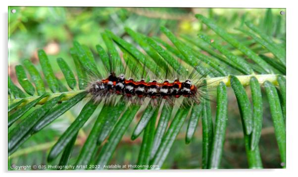 Yellow tail moth caterpillar Acrylic by GJS Photography Artist