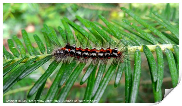 Yellow tail moth caterpillar Print by GJS Photography Artist