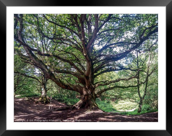 Majestic Oak Swing Framed Mounted Print by GJS Photography Artist