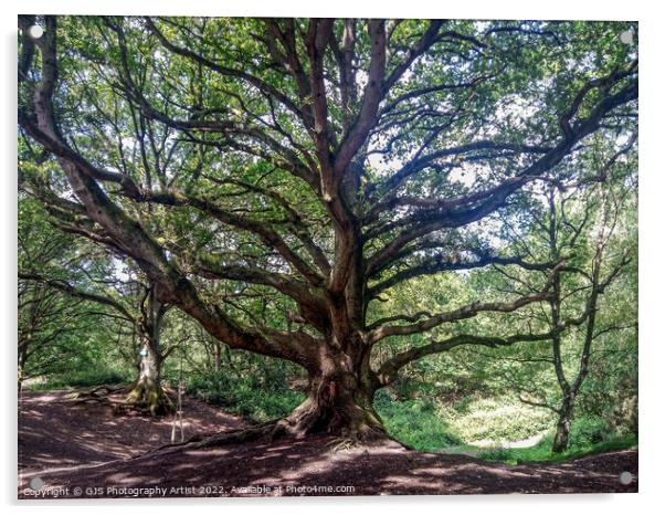 Majestic Oak Swing Acrylic by GJS Photography Artist