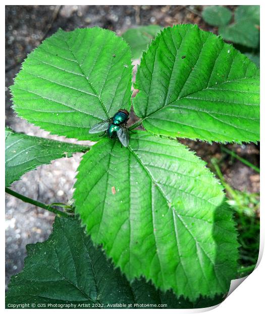 Common Green Bottle Fly Print by GJS Photography Artist
