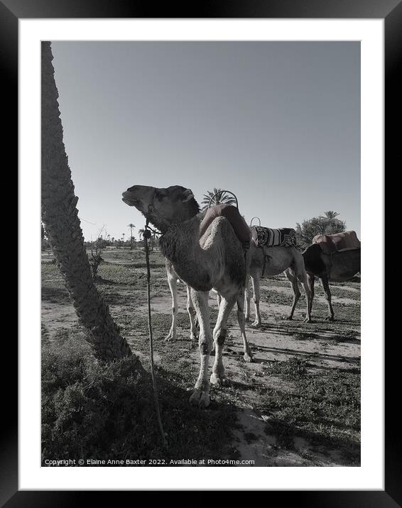 Moroccan Camels Framed Mounted Print by Elaine Anne Baxter