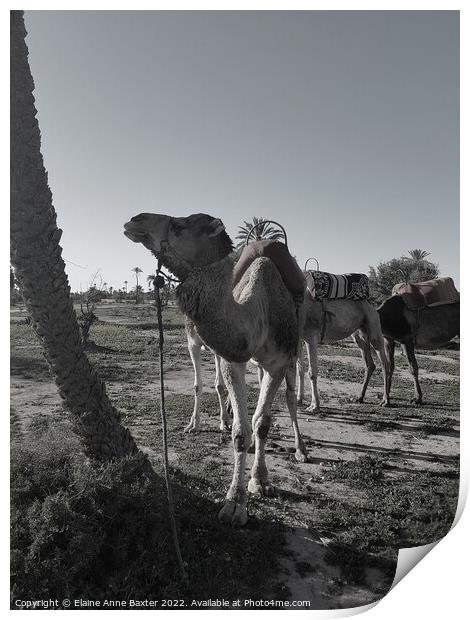 Moroccan Camels Print by Elaine Anne Baxter