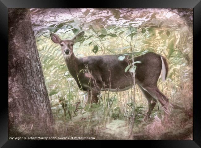White-tailed deer in woodland. Framed Print by Robert Murray