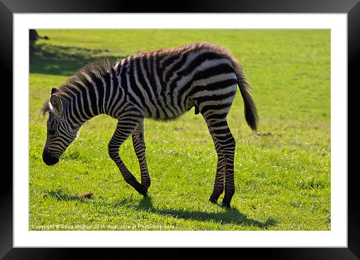 Zebra foal Framed Mounted Print by Doug McRae