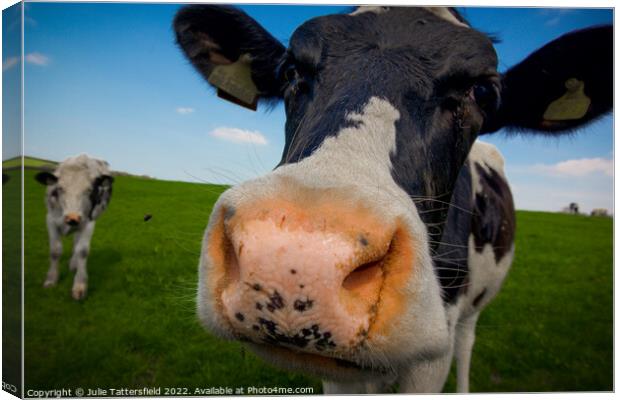 A Friesian cow having a good nosey! Canvas Print by Julie Tattersfield