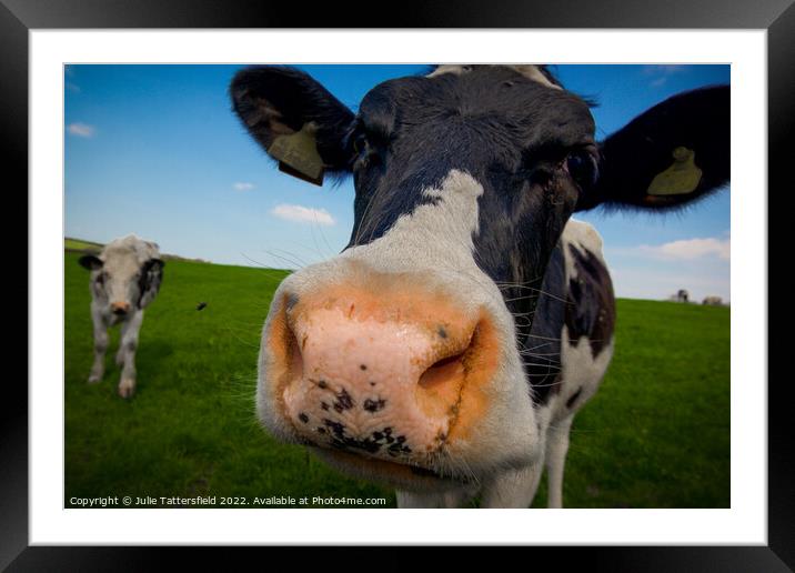 A Friesian cow having a good nosey! Framed Mounted Print by Julie Tattersfield
