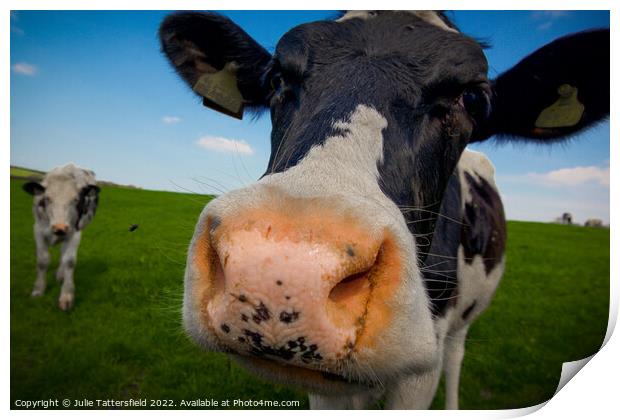 A Friesian cow having a good nosey! Print by Julie Tattersfield