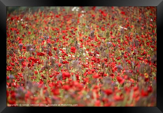 Poppies galore Framed Print by Simon Johnson