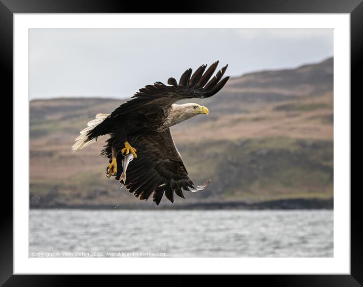 A white-tailed sea eagle with a catch flying over a body of water Framed Mounted Print by Vicky Outen