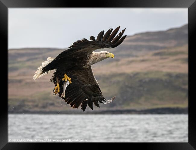 A white-tailed sea eagle with a catch flying over a body of water Framed Print by Vicky Outen