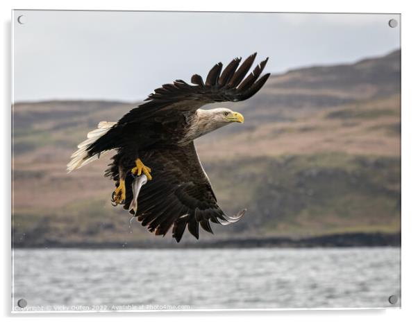 A white-tailed sea eagle with a catch flying over a body of water Acrylic by Vicky Outen