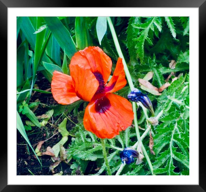 Orange Poppy Framed Mounted Print by Stephanie Moore