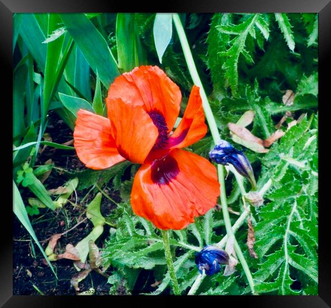 Orange Poppy Framed Print by Stephanie Moore