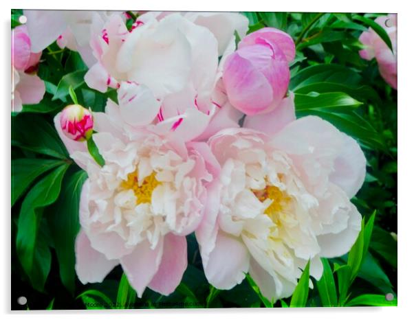 More pink peonies Acrylic by Stephanie Moore