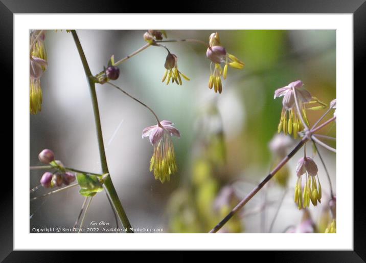 Ethereal Elegance Framed Mounted Print by Ken Oliver