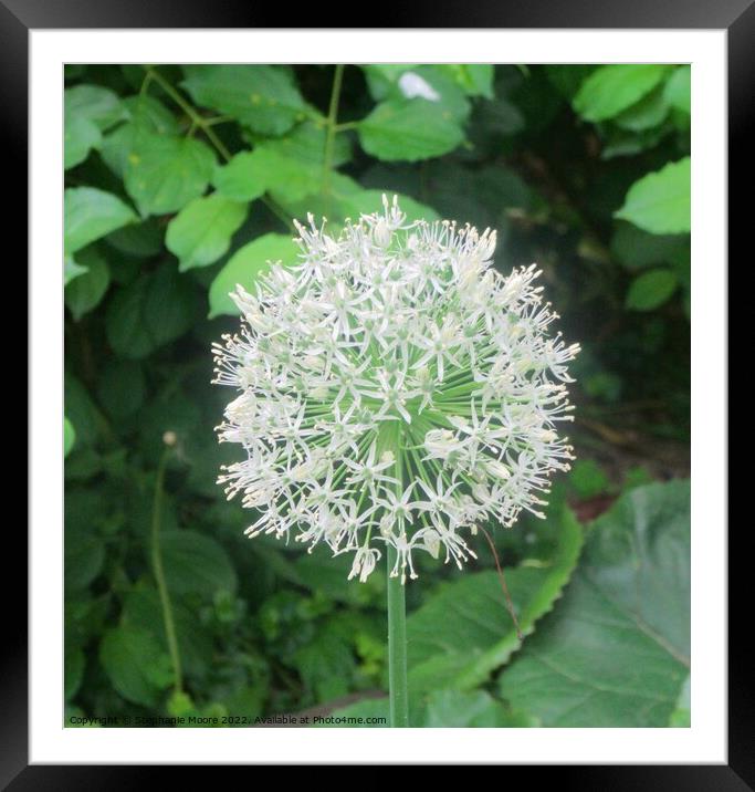 White Allium Framed Mounted Print by Stephanie Moore