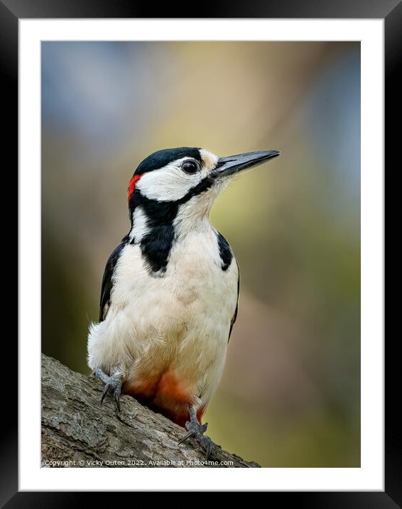 A great spotted woodpecker perched on a branch Framed Mounted Print by Vicky Outen