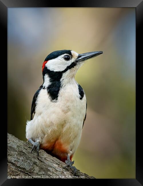 A great spotted woodpecker perched on a branch Framed Print by Vicky Outen