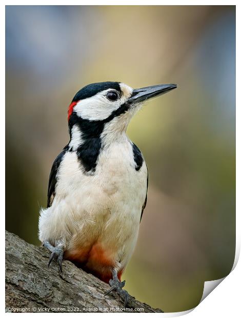 A great spotted woodpecker perched on a branch Print by Vicky Outen