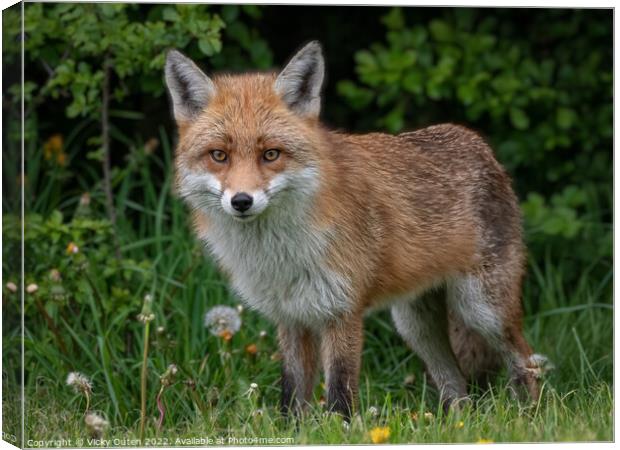A fox standing in the grass Canvas Print by Vicky Outen