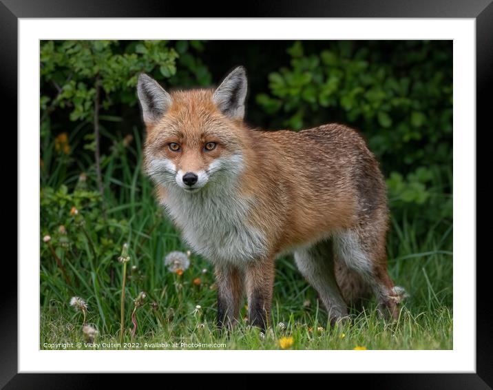 A fox standing in the grass Framed Mounted Print by Vicky Outen