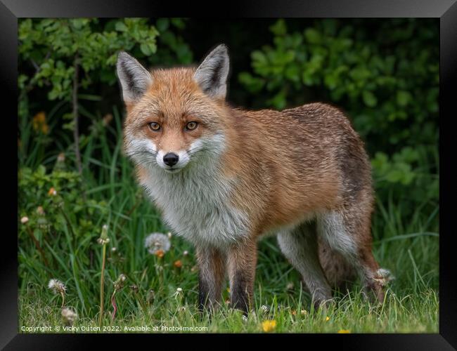 A fox standing in the grass Framed Print by Vicky Outen