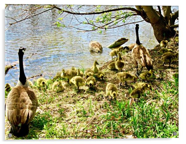 Goose Family Acrylic by Stephanie Moore