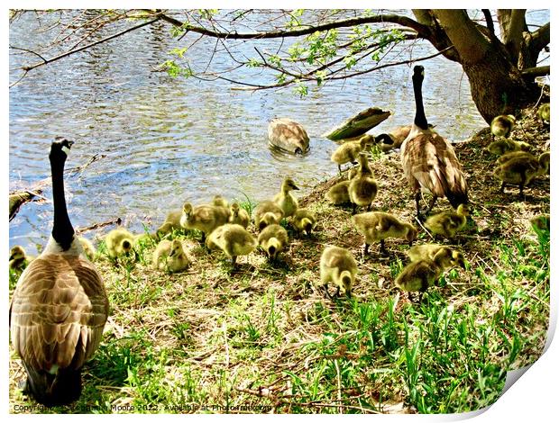Goose Family Print by Stephanie Moore