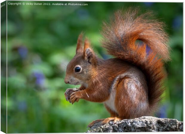 A close up of a red squirrel on a rock Canvas Print by Vicky Outen