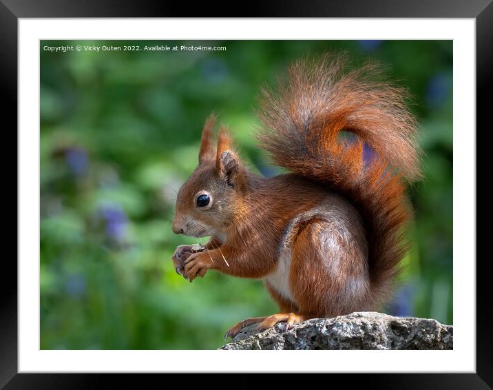 A close up of a red squirrel on a rock Framed Mounted Print by Vicky Outen