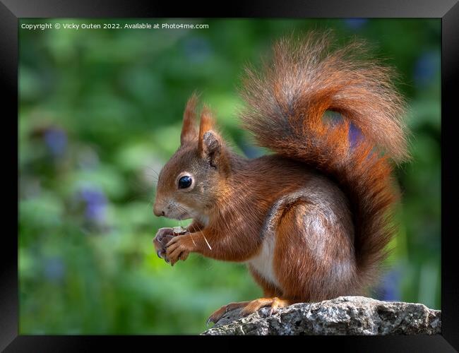A close up of a red squirrel on a rock Framed Print by Vicky Outen