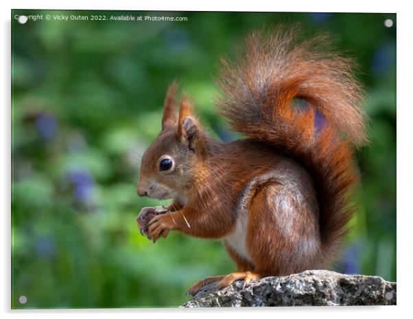 A close up of a red squirrel on a rock Acrylic by Vicky Outen