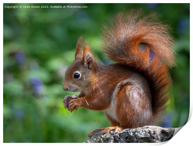 A close up of a red squirrel on a rock Print by Vicky Outen