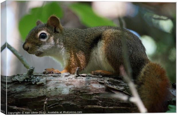 A squirrel standing on a branch Canvas Print by Ken Oliver