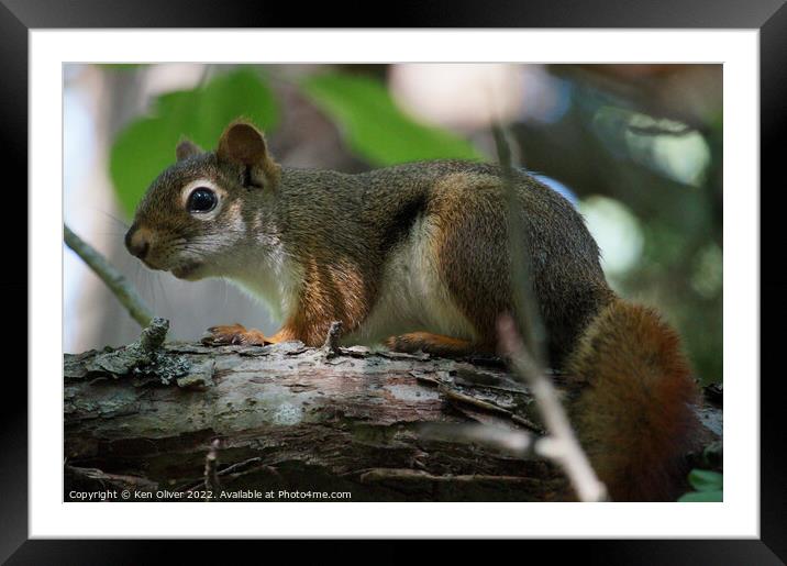 A squirrel standing on a branch Framed Mounted Print by Ken Oliver