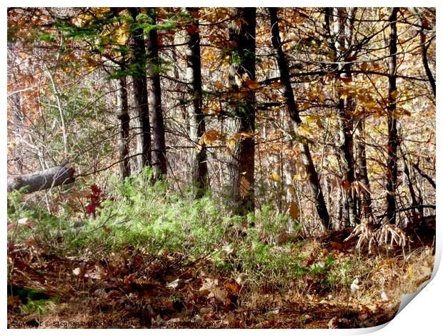 Forest Print by Stephanie Moore